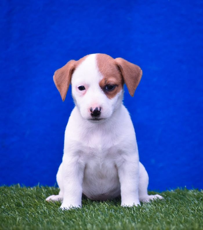 DogsIndia.com  Jack Russel Terrier  Raghlin