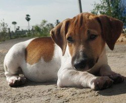 DogsIndia.com - Jack Russell Terrier - Redwolf Kennel