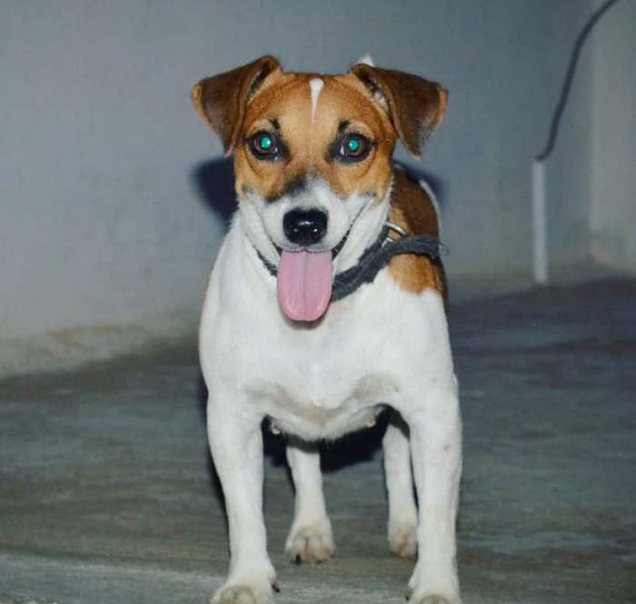 DogsIndia.com - Jack Russell Terrier - RedWolf