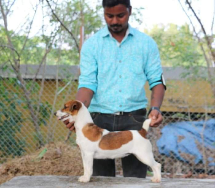 DogsIndia.com - Jack Russell Terrier - RedWolf