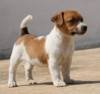 DogsIndia.com - Jack Russell Terrier - RedWolf