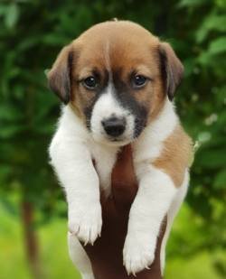DogsIndia.com - Jack Russell Terrier - RedWolf