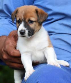 DogsIndia.com - Jack Russell Terrier - RedWolf 