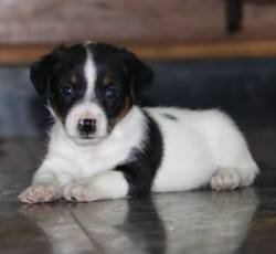 DogsIndia.com - Jack Russell Terrier - RedWolf