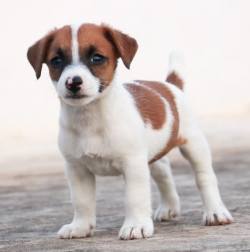 DogsIndia.com - Jack Russell Terrier - RedWolf 