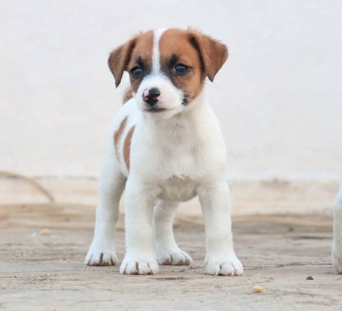 DogsIndia.com - Jack Russell Terrier - RedWolf