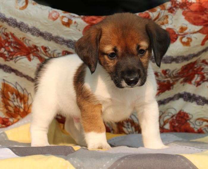 DogsIndia.com - Jack Russell Terrier - RedWolf
