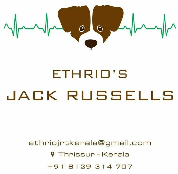 DogsIndia.com - Jack Russell Terrier - Ethrio's JRTs - Renu Rajan