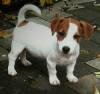 DogsIndia.com - Jack Russell Terrier - Ethrio's JRTs - Renu Rajan