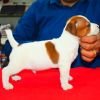 DogsIndia.com Jack Russell Terrier Ragos Kennel