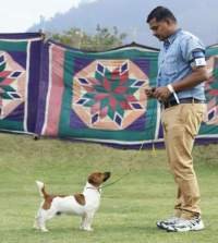 DogsIndia.com - Jack Russell Terrier - Ragos Kennel