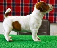 DogsIndia.com - Jack Russell Terrier - Ragos Kennel