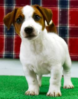 DogsIndia.com - Jack Russell Terrier - Ragos Kennel