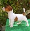 DogsIndia.com - Jack Russell Terrier - Ragos Kennel