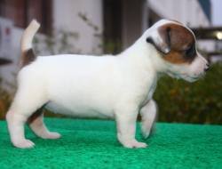 DogsIndia.com - Jack Russell Terrier - Ragos Kennel