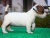 DogsIndia.com - Jack Russell Terrier - Ragos Kennel