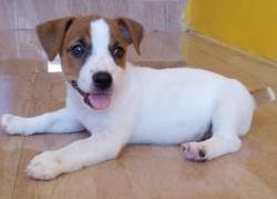 DogsIndia.com - Jack Russell Terrier - Ragos Kennel
