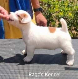 DogsIndia.com - Jack Russell Terrier - Ragos Kennel