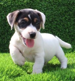 DogsIndia.com - Jack Russell Terrier - Ragos Kennel