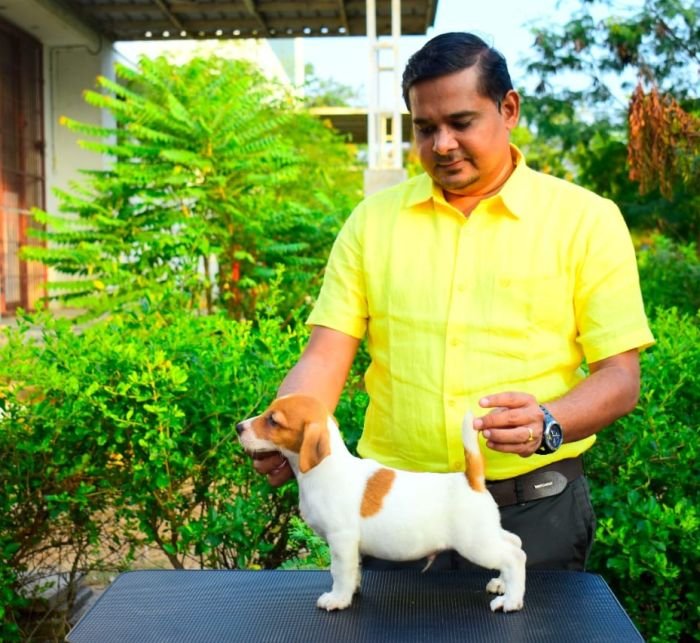 DogsIndia.com - Jack Russell Terrier - Ragos Kennel