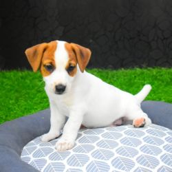 DogsIndia.com  Jack Russell Terrier  Ragos Kennel