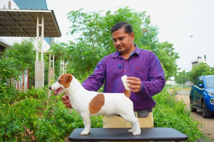 DogsIndia.com  Jack Russell Terrier  Ragos Kennel