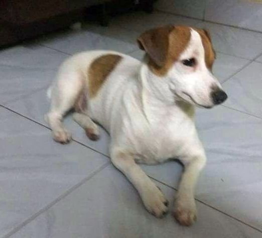 DogsIndia.com - Jack Russell Terrier - Sathya