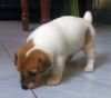 DogsIndia.com - Jack Russell Terrier - Sathya