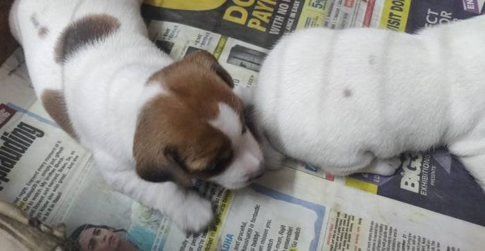 DogsIndia.com - Jack Russell Terrier - Sathya