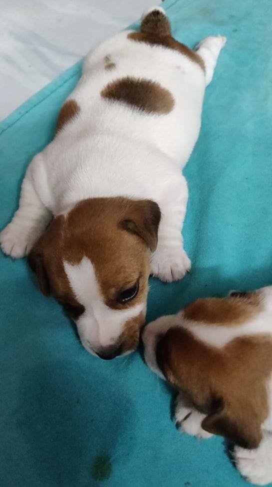 DogsIndia.com - Jack Russell Terrier - Sathya
