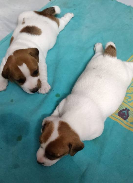 DogsIndia.com - Jack Russell Terrier - Sathya