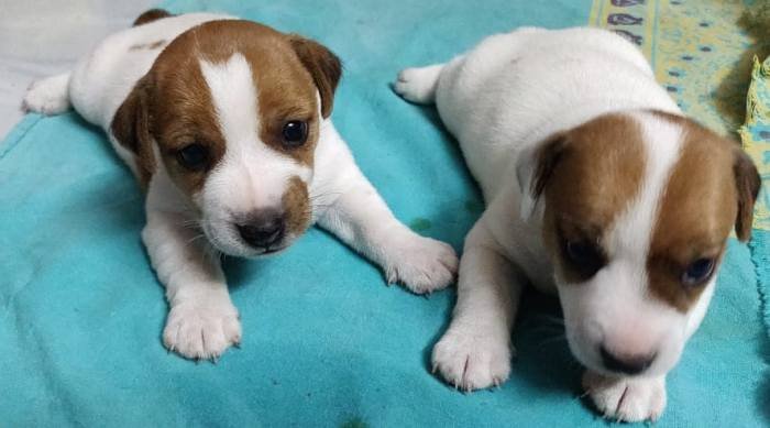 DogsIndia.com - Jack Russell Terrier - Sathya