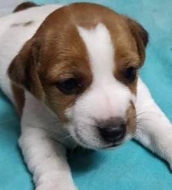 DogsIndia.com - Jack Russell Terrier - Sathya