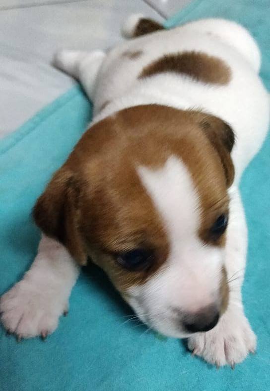 DogsIndia.com - Jack Russell Terrier - Sathya