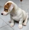 DogsIndia.com - Jack Russell Terrier - Sathya