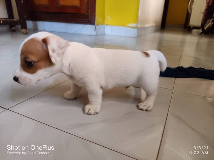 DogsIndia.com - Jack Russell Terrier - Sathya