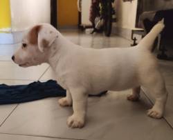 DogsIndia.com - Jack Russell Terrier - Sathya