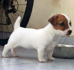 DogsIndia.com - Jack Russell Terrier - Sathya