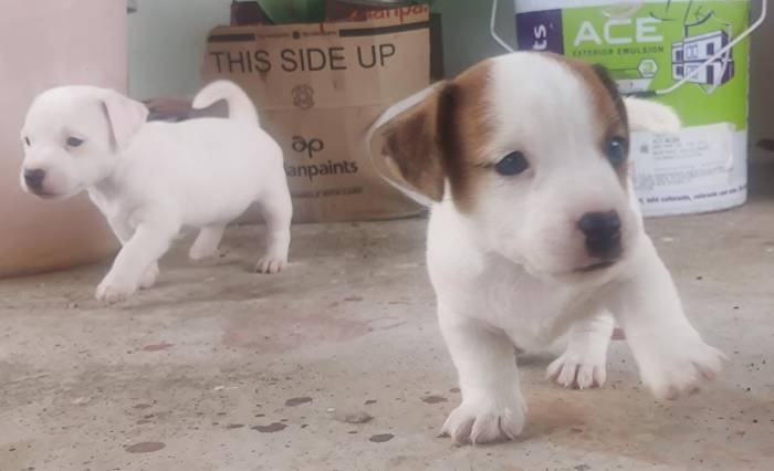 DogsIndia.com - Jack Russell Terrier - Sathya