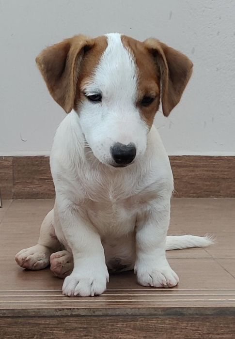 DogsIndia.com - Jack Russell Terrier - Sathya