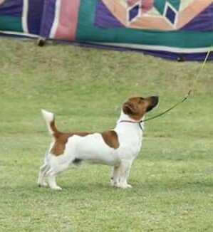 DogsIndia.com - Jack Russell Terrier - Shade's Russells