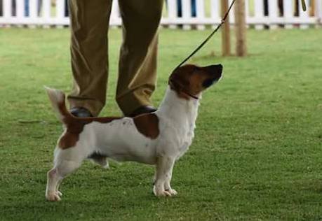 DogsIndia.com - Jack Russell Terrier - Shade's Russells