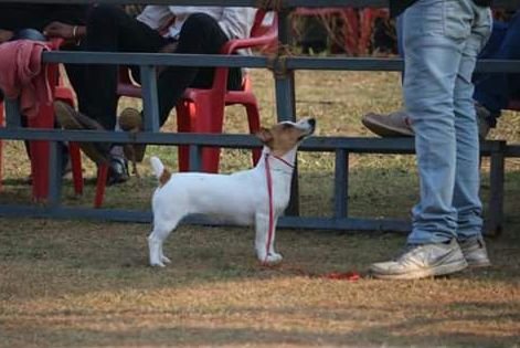 DogsIndia.com - Jack Russell Terrier - Shade's Russells