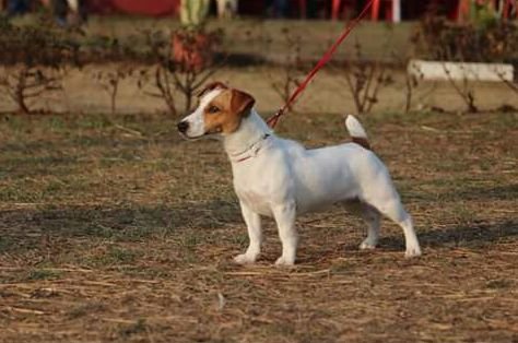 DogsIndia.com - Jack Russell Terrier - Shade's Russells