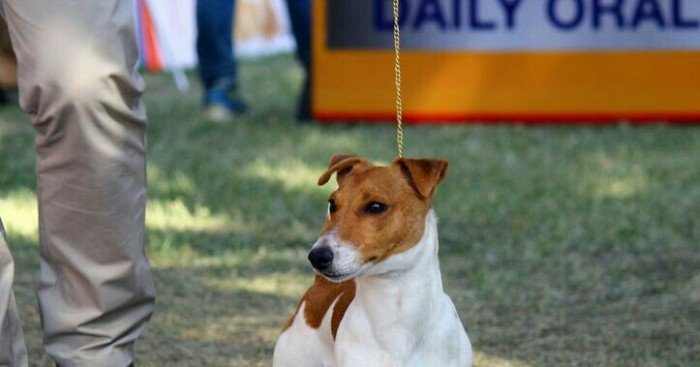 DogsIndia.com - Jack Russell Terrier - Shade's Russells