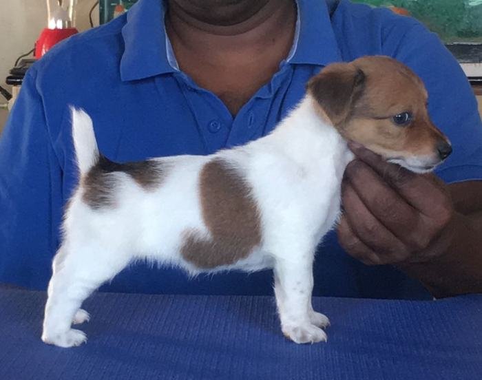 DogsIndia.com - Jack Russell Terrier - Shade's Russells