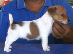 DogsIndia.com - Jack Russell Terrier - Shade's Russells