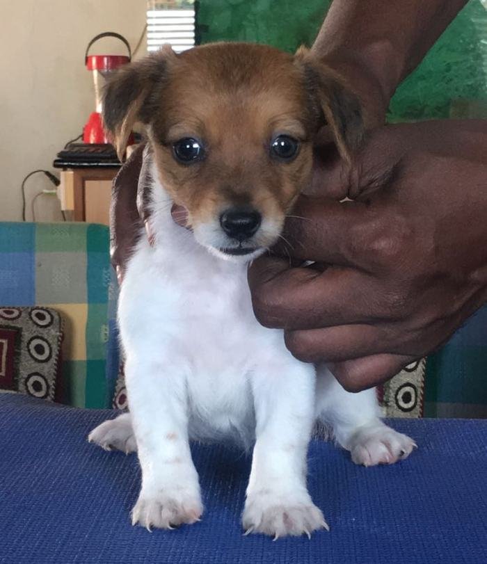 DogsIndia.com - Jack Russell Terrier - Shade's Russells