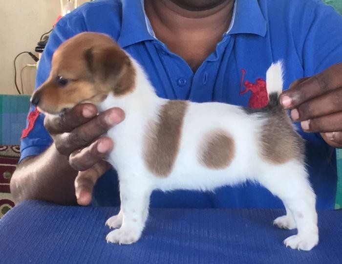 DogsIndia.com - Jack Russell Terrier - Shade's Russells