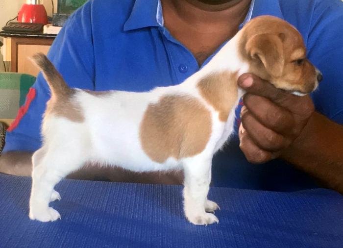 DogsIndia.com - Jack Russell Terrier - Shade's Russells
